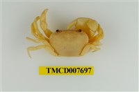 藏品(扁足澤蟹)的圖片